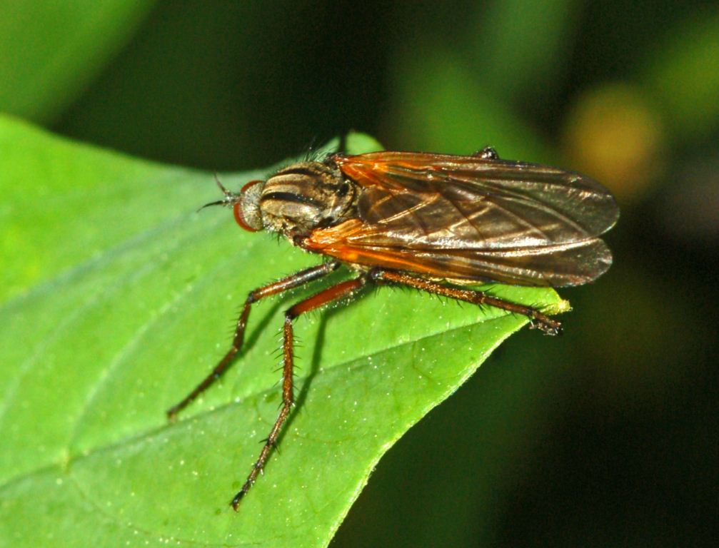 Empis (Xanthempis) testacea (Empididae)